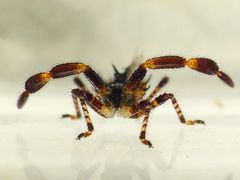 L2-Larvenstadium der Lederwanze (Coreus marginatus) von vorne