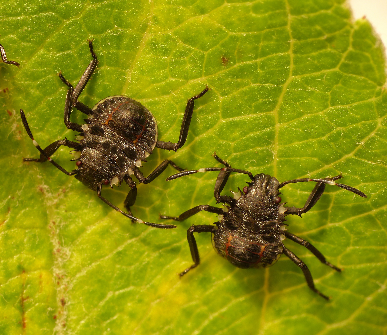 L2 Larvenstadium der Marmorierten Baumwanze (Halyomorpha halys)