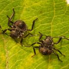 L2 Larvenstadium der Marmorierten Baumwanze (Halyomorpha halys)