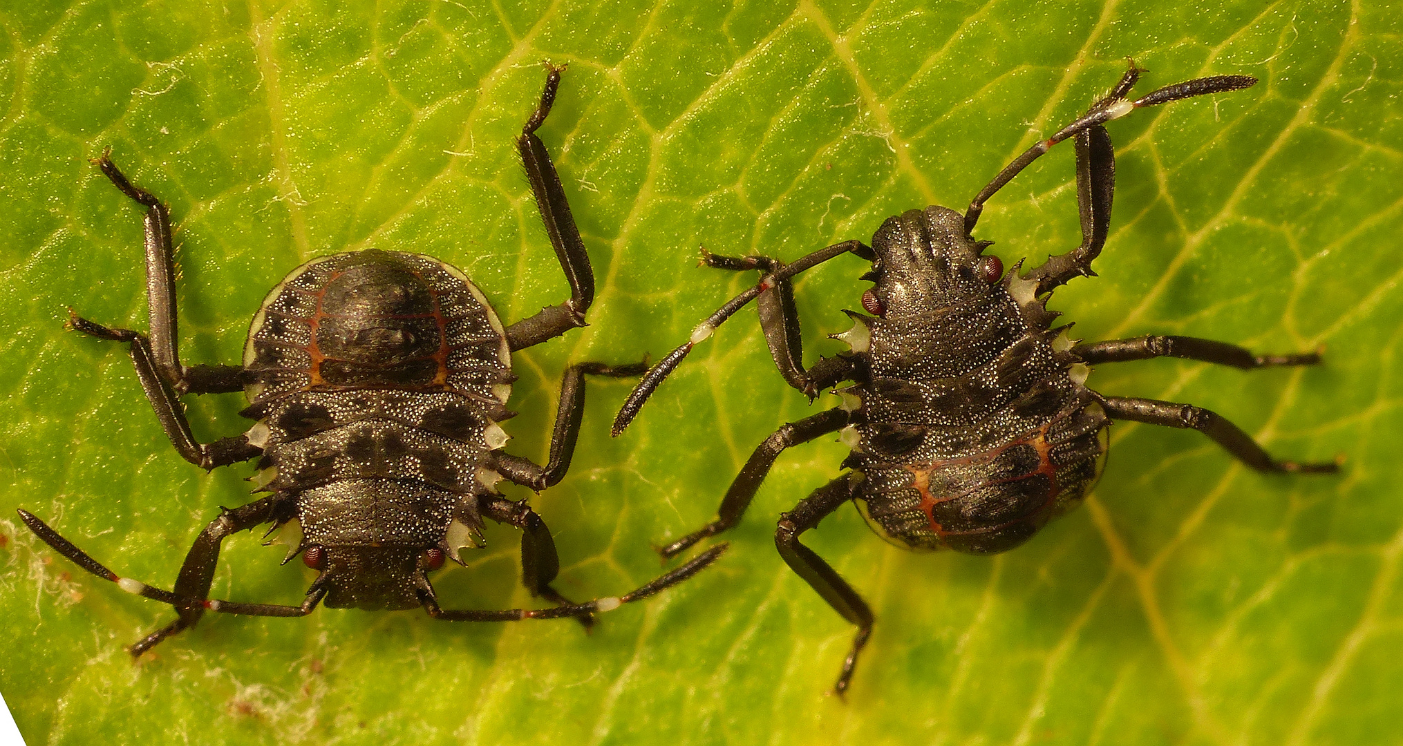 L2 Larvenstadium der Marmorierten Baumwanze (Halyomorpha halys)