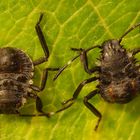 L2 Larvenstadium der Marmorierten Baumwanze (Halyomorpha halys)