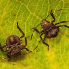 L2 Larvenstadium der Marmorierten Baumwanze (Halyomorpha halys)