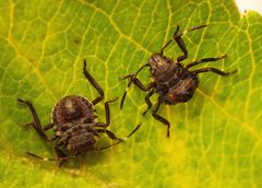 L2 Larvenstadium der Marmorierten Baumwanze (Halyomorpha halys)