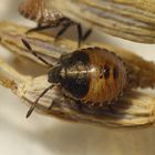 L2 Larvenstadium der Streifenwanze (Graphosoma italicum)