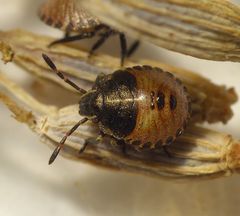 L2 Larvenstadium der Streifenwanze (Graphosoma italicum)