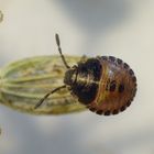 L2 Larvenstadium der Streifenwanze (Graphosoma italicum)