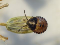 L2 Larvenstadium der Streifenwanze (Graphosoma italicum)