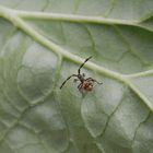 L2-Lederwanzen-Nymphe (Coreus marginatus) auf Rhabarber