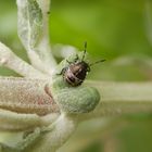 L2-Nymphe der Grauen Gartenwanze (Rhaphigaster nebulosa)