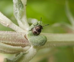 L2-Nymphe der Grauen Gartenwanze (Rhaphigaster nebulosa)