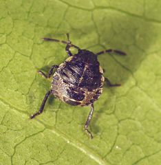 L2-Nymphe der Grauen Gartenwanze (Rhaphigaster nebulosa)