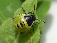 L2 Nymphe der Grünen Stinkwanze (Palomena prasina)