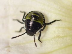 L2-Nymphe der Grünen Stinkwanze (Palomena prasina)