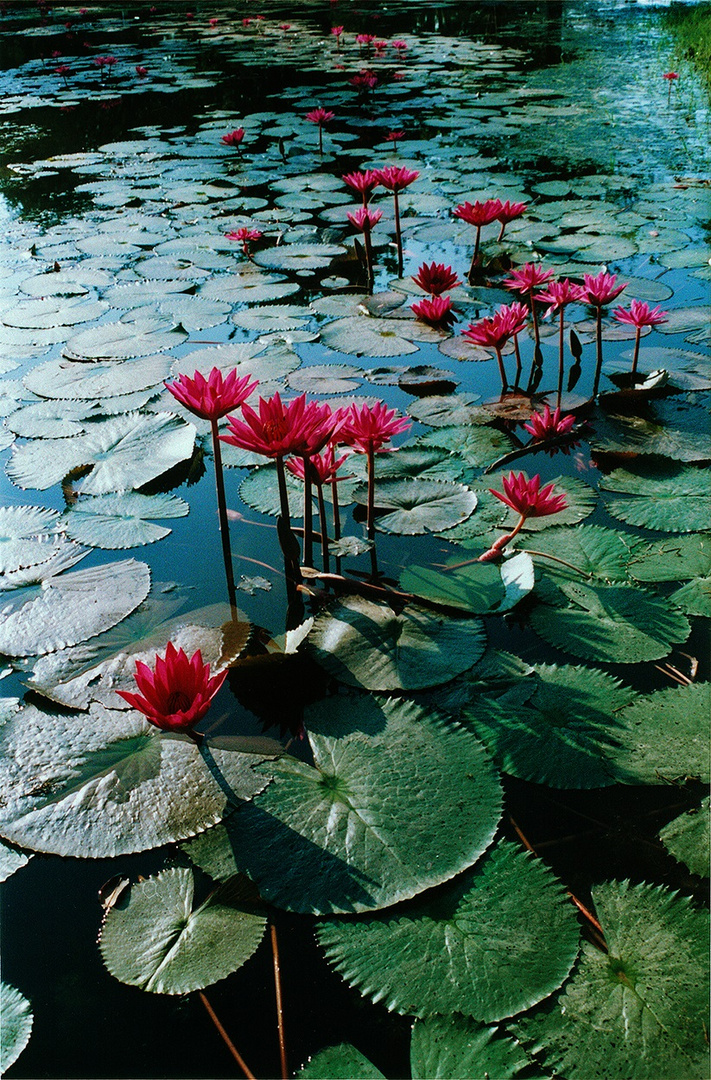 L20 Sukhothai_water lily in front of Wat Chana Songkhram - 3, 2002.12.8