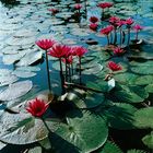 L20 Sukhothai_water lily in front of Wat Chana Songkhram - 3, 2002.12.8