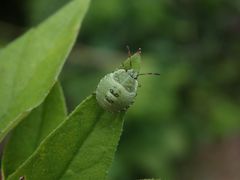 L3-Larve der Grünen Stinkwanze (Palomena prasina)