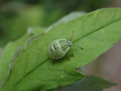 L3-Larve der Grünen Stinkwanze (Palomena prasina)