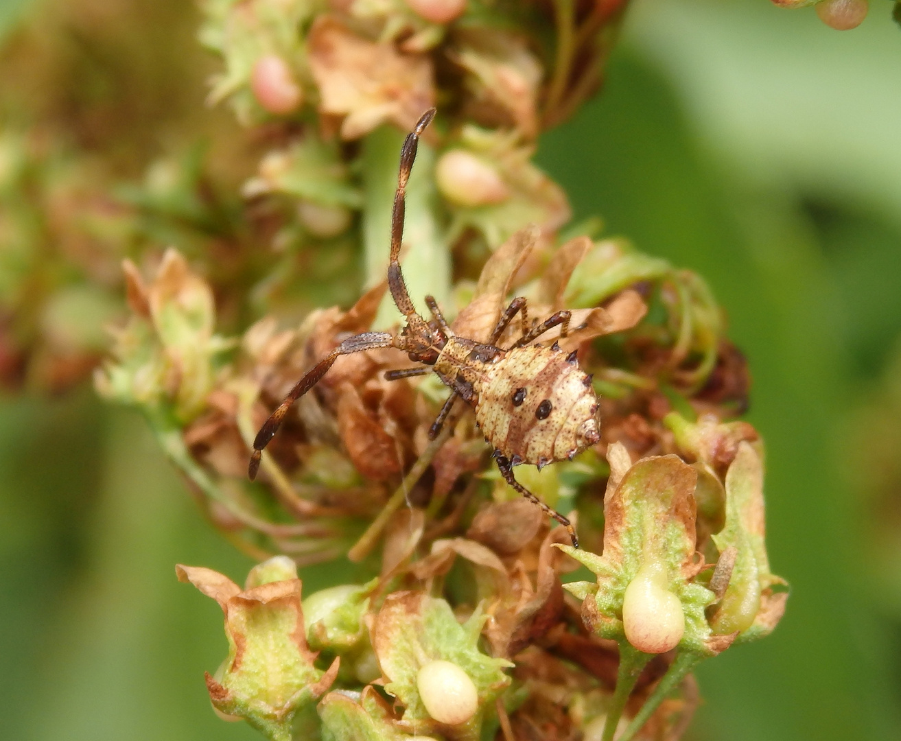 L3-Larvenstadium der Lederwanze (Coreus marginatus)