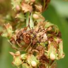 L3-Larvenstadium der Lederwanze (Coreus marginatus)