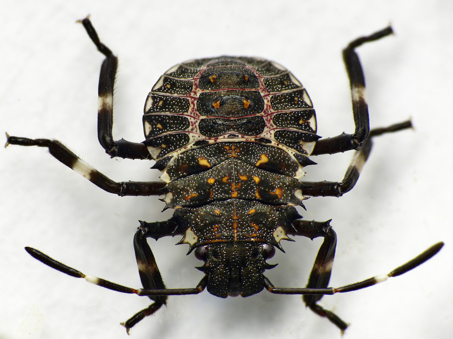 L3-Larvenstadium der Marmorierten Baumwanze (Halyomorpha halys)