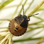 L3 Larvenstadium der Streifenwanze (Graphosoma italicum)