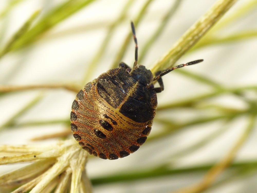 L3 Larvenstadium der Streifenwanze (Graphosoma italicum)