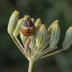 L3 Larvenstadium der Streifenwanze (Graphosoma italicum)