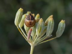 L3 Larvenstadium der Streifenwanze (Graphosoma italicum)