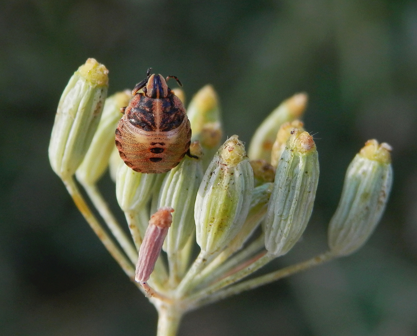 L3 Larvenstadium der Streifenwanze (Graphosoma italicum)