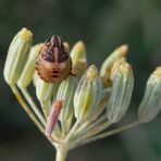 L3 Larvenstadium der Streifenwanze (Graphosoma italicum)