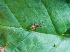 L3-Lederwanzen-Nymphe (Coreus marginatus) auf Rhabarber