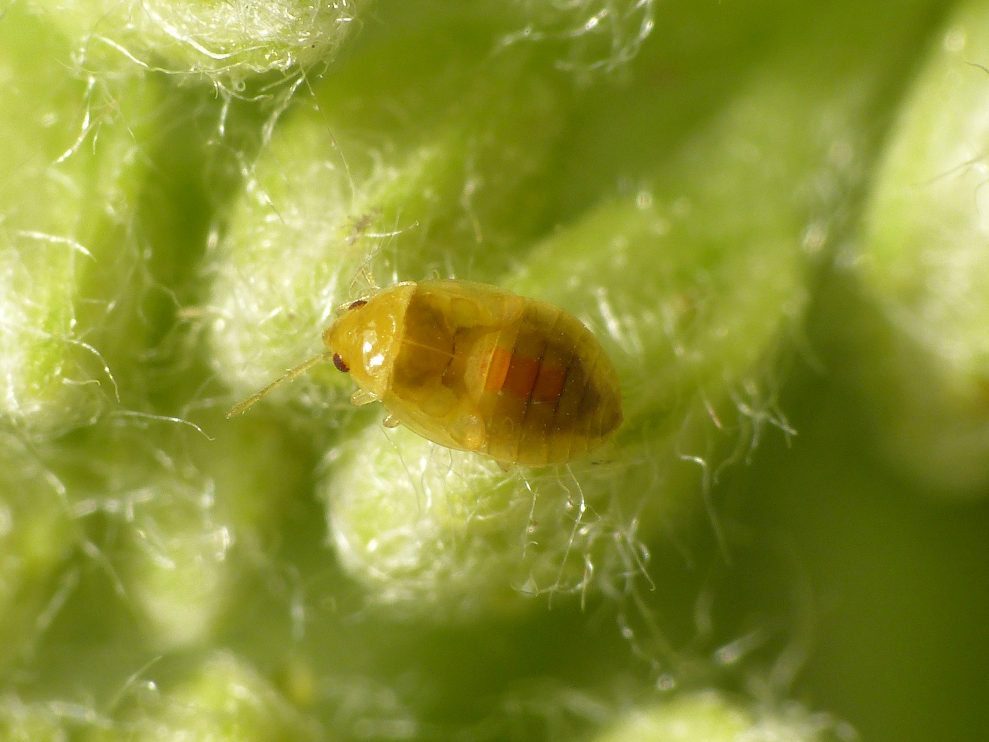 L3-Nymphe der Blumenwanze Orius sp. auf Gelber Schafgarbe