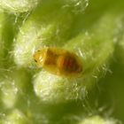 L3-Nymphe der Blumenwanze Orius sp. auf Gelber Schafgarbe