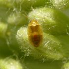 L3-Nymphe der Blumenwanze Orius sp. auf Gelber Schafgarbe