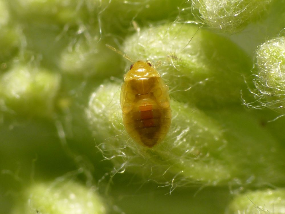 L3-Nymphe der Blumenwanze Orius sp. auf Gelber Schafgarbe