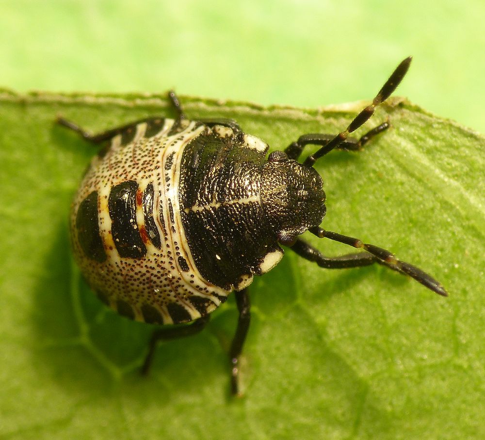 L3-Nymphe der Grauen Gartenwanze (Rhaphigaster nebulosa)