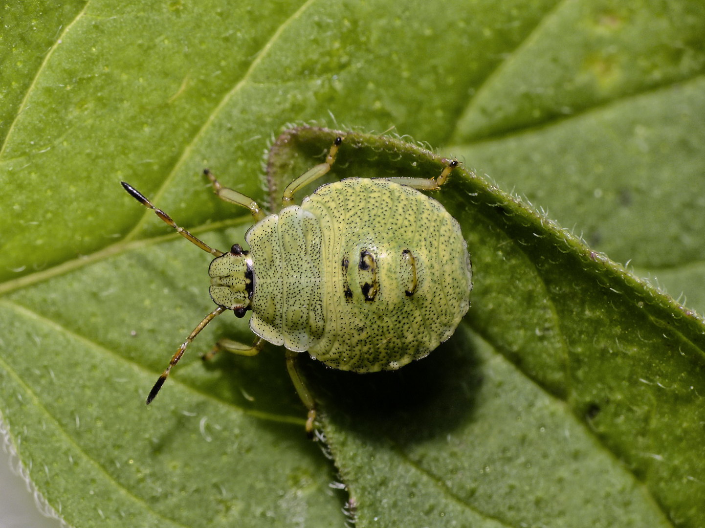 L3 Nymphe der Grünen Stinkwanze (Palomena prasina)