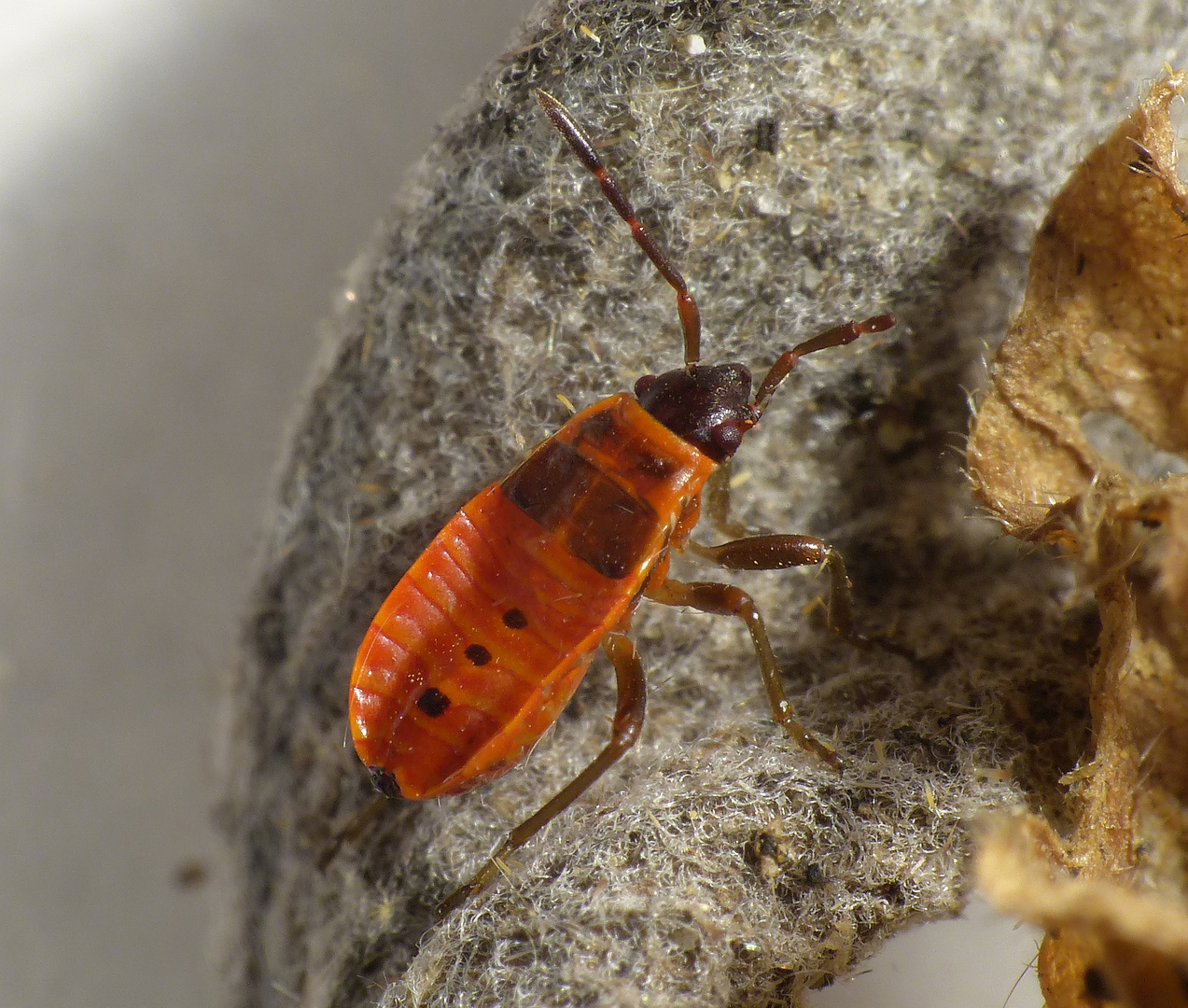 L4-Larve der Feuerwanze (Pyrrhocoris apterus)