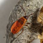 L4-Larve der Feuerwanze (Pyrrhocoris apterus)