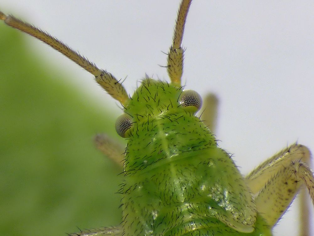 L4-Larve der Gemeinen Schmuckwanze (Closterotomus norwegicus)