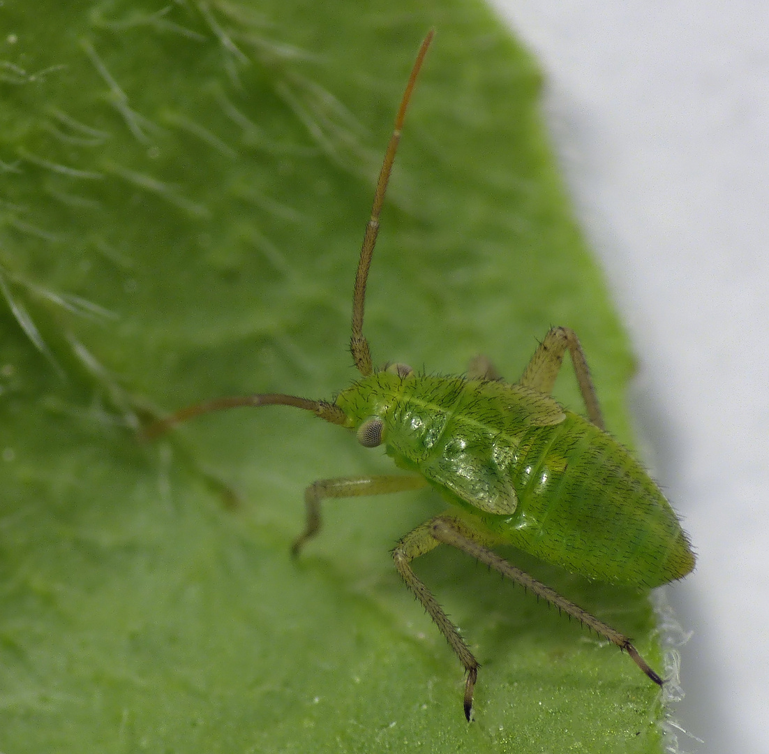 L4-Larve der Gemeinen Schmuckwanze (Closterotomus norwegicus)