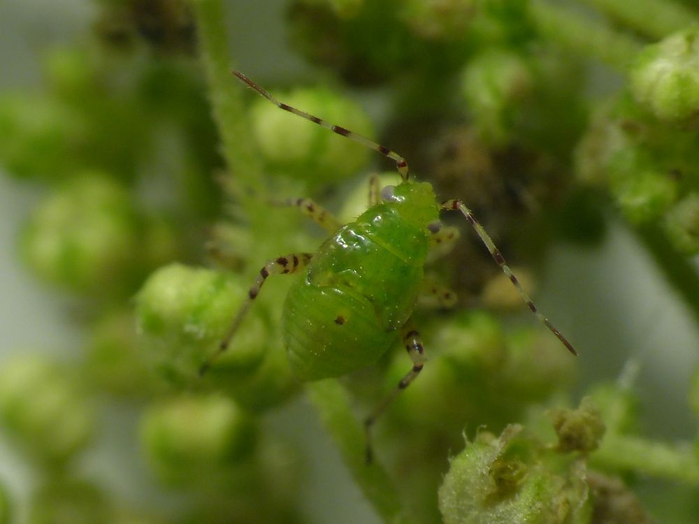 L4-Larve der Gepunkteten Nesselwanze (Liocoris tripustulatus)