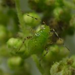 L4-Larve der Gepunkteten Nesselwanze (Liocoris tripustulatus)