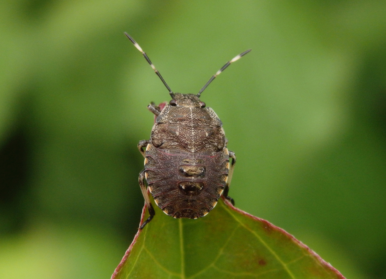 L4 Larve der Grauen Gartenwanze (Rhaphigaster nebulosa)