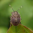 L4 Larve der Grauen Gartenwanze (Rhaphigaster nebulosa)