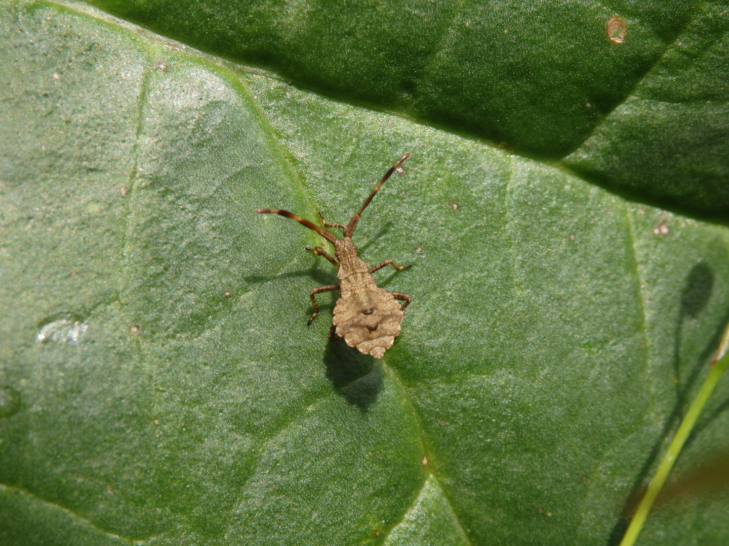 L4-Larve der Lederwanze (Coreus marginatus)