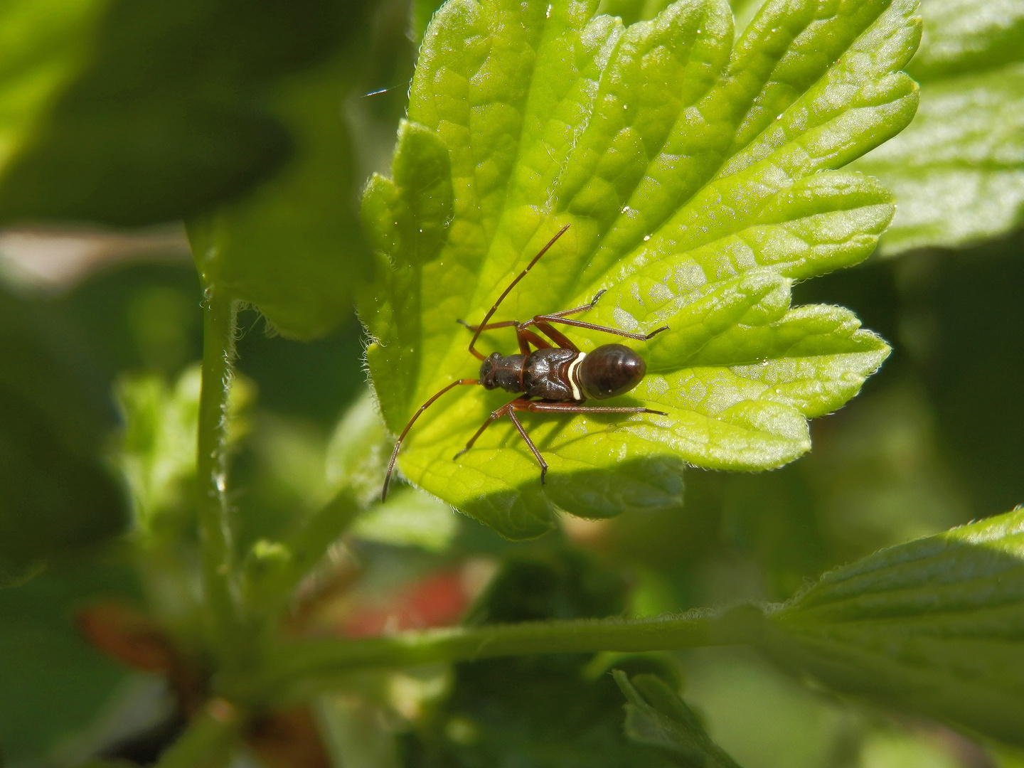 L4-Larve der Prachtwanze (Miris striatus) auf Stachelbeere