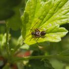 L4-Larve der Prachtwanze (Miris striatus) auf Stachelbeere