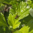 L4-Larve der Prachtwanze (Miris striatus) auf Stachelbeere