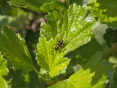 L4-Larve der Prachtwanze (Miris striatus) auf Stachelbeere